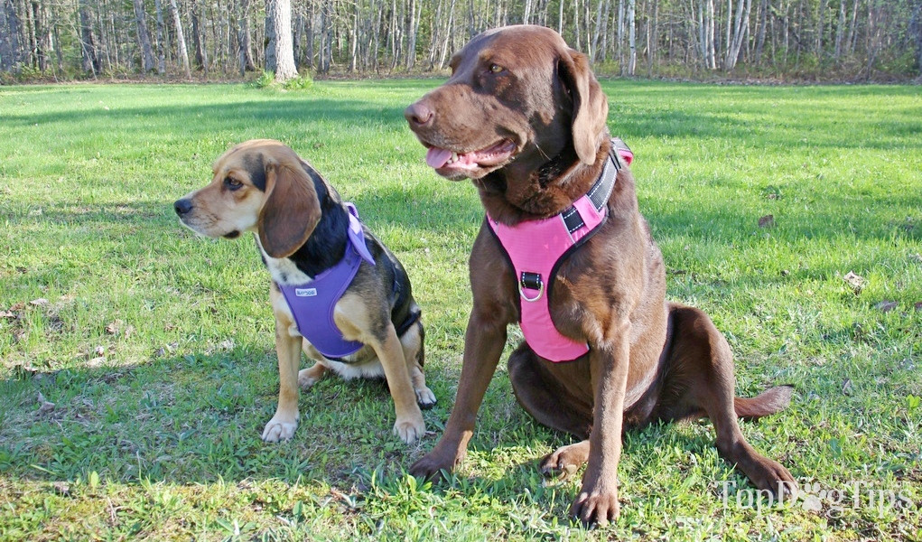 Baydog - 2 dogs in the ground