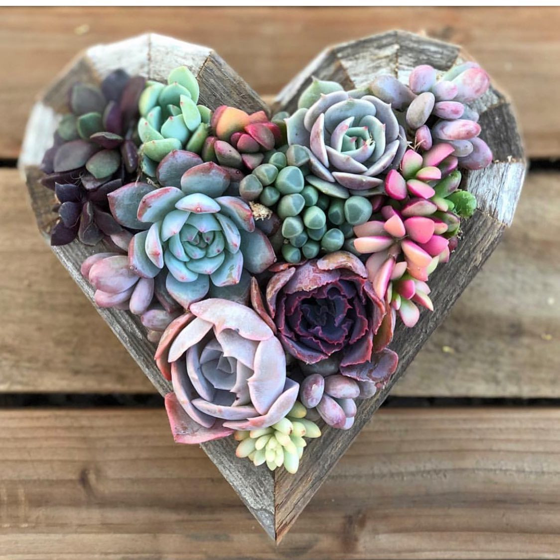 FAIRYBLOOMS 's succulents FAIRYBLOOMS 's succulents