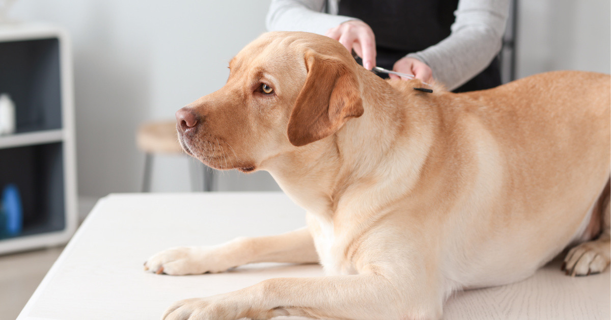How to care Labrador Retriever right way - Grooming How to care Labrador Retriever right way - Grooming