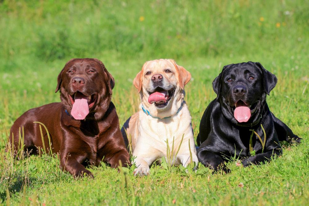 How to care Labrador Retriever right way - sweet dog How to care Labrador Retriever right way - sweet dog
