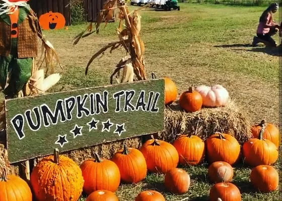 Aubrey Pumpkin Patch - couponupto.com