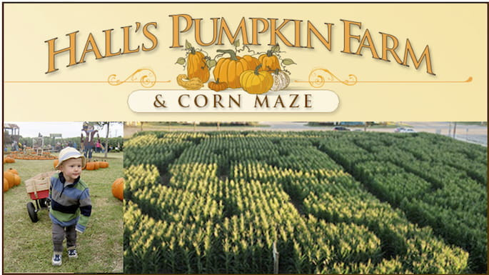 Hall's Pumpkin Farm and Corn Maze - couponupto.com