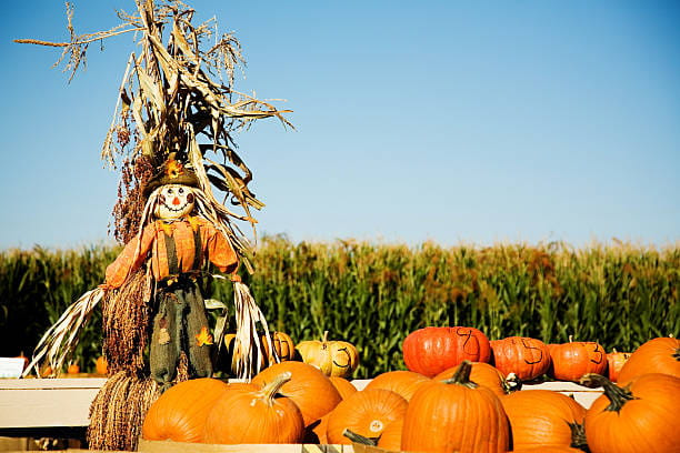 Creative Pumpkin Patch Decorations Ideas - couponupto.com