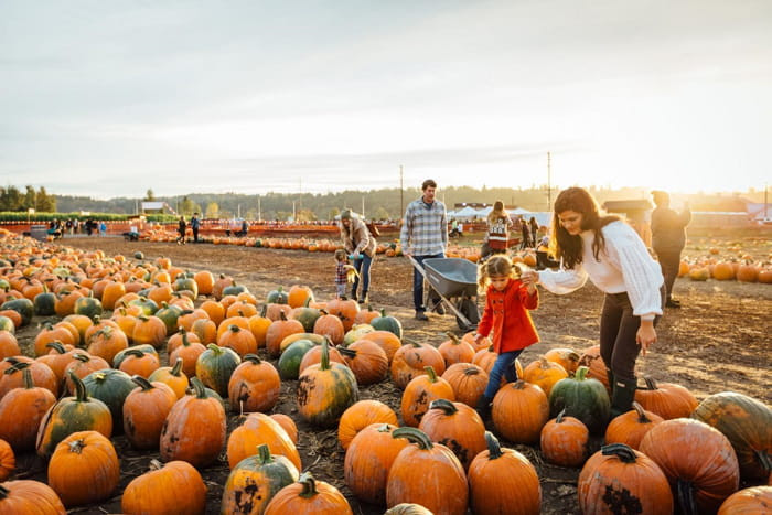 Best Pumpkin Patches in Sacramento - couponupto.com 