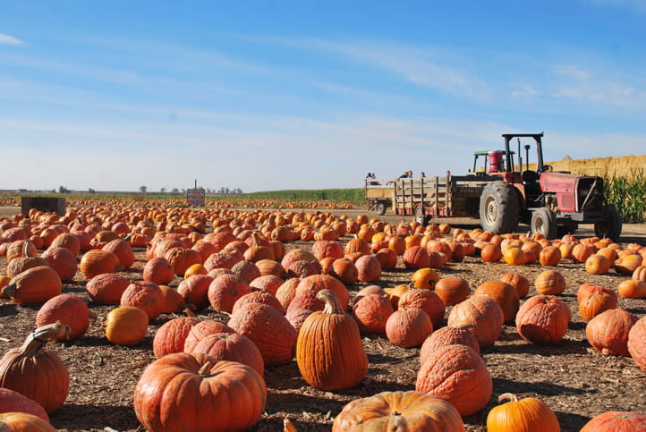Best Pumpkin Patches in Sacramento - couponupto.com 