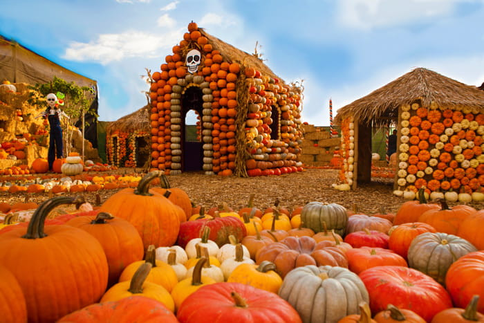 Best Pumpkin Patches in Sacramento - couponupto.com 