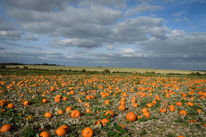 Pumpkin patches in New Mexico - couponupto.com 