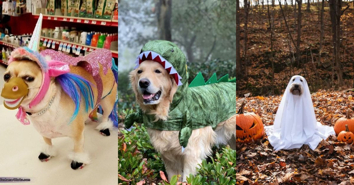 Pet Halloween Costumes 2025: 25+ Adorable & Funny Ideas for Dogs and Cats